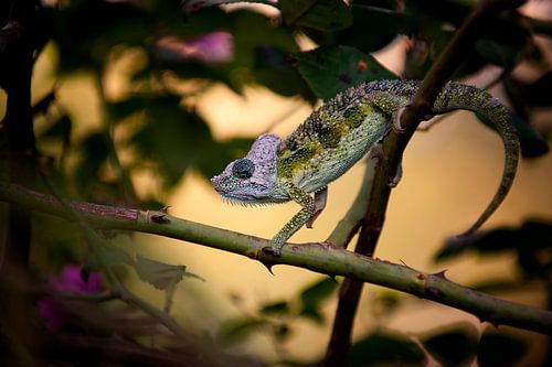 Kameleon in roze met groene kleuren tussen takken.