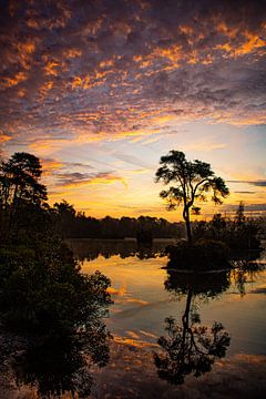 Herbst Sonnenaufgang Oisterwijkse Moore von Bas Maas