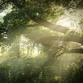 Lichtstalen door de bomen van Reinder Tasma
