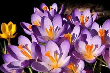 Crocuses by Corinne Welp