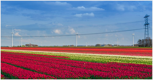Lente