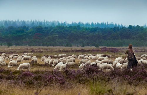 Schaapskudde met herder op de Ginkelse Hei bij Ede