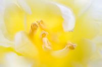 Yellow tulip