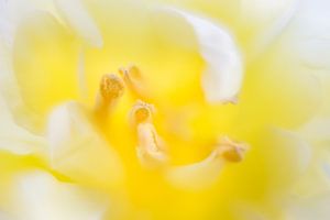 yellow tulip van Drie Bloemen Gallery