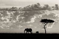 Silhouettes of Mara, Mario Moreno by 1x thumbnail