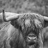 Schottischer Highlander in Schwarz und Weiß von Minie Drost