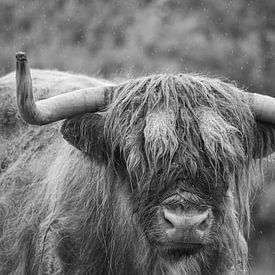 Schotse hooglander in zwart wit van Minie Drost
