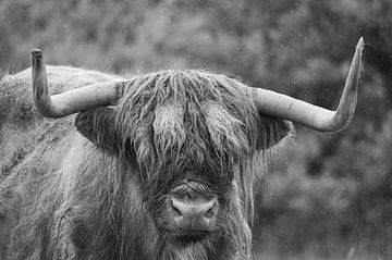 Schotse hooglander in zwart wit van Minie Drost