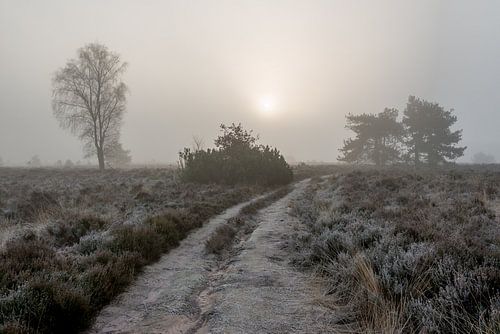 Versluierde zonsopkomst op de 'Noorderheide' by Jenco van Zalk