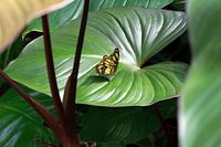 Yellow small on large green