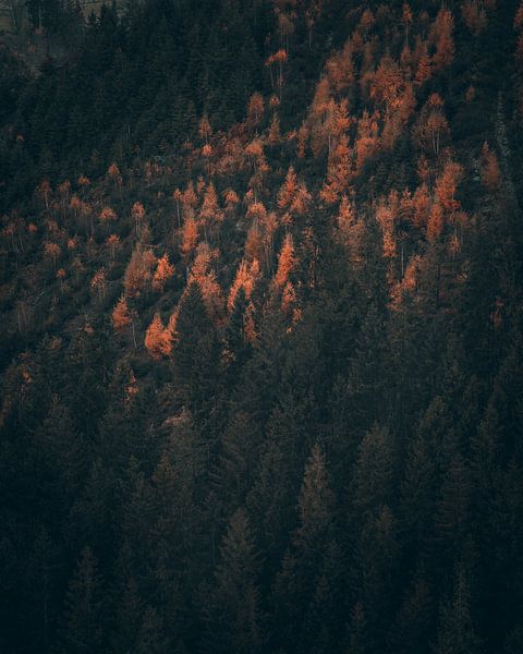 Herbstlich gefärbte Bäume von Andreas Vanhoutte