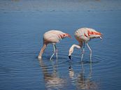flamingo's in Chili van Eline Oostingh thumbnail