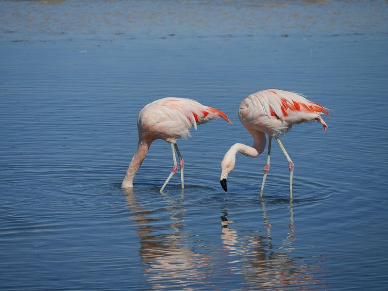 flamingo's in Chili van Eline Oostingh