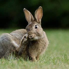 Junges Kaninchen von René Vos