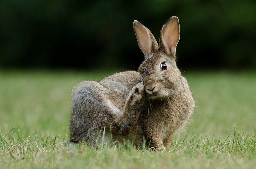 Jeune lapin par René Vos