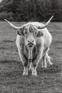 Der schottische Highlander schaut dich durchdringend an