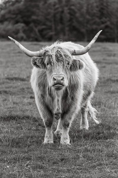 Der schottische Highlander schaut dich durchdringend an von Menno Schaefer