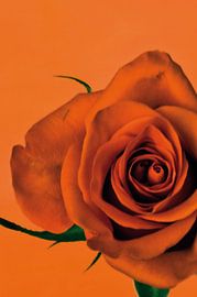 Picture of an orange rose. by Therese Brals