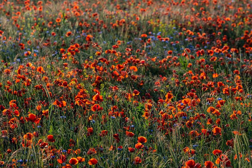 blooming red poppy von Winne Köhn