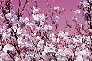 Magnolie