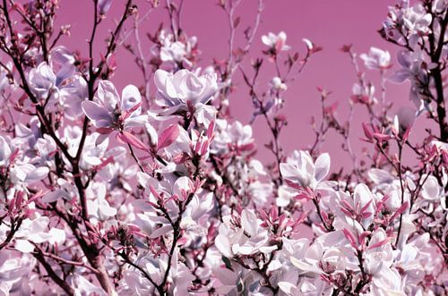 Magnolia sur Violetta Honkisz