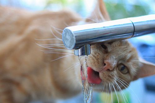 Thirsty cat