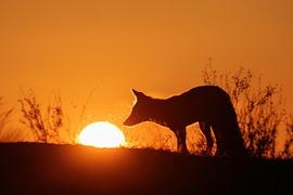 Vos raakt met zijn neus bijna de ondergaande zon aan van Patrick van Bakkum