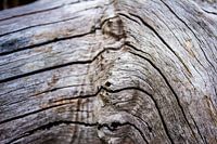 Dood Hout