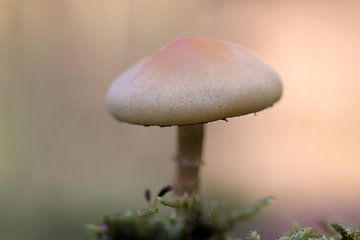 gros plan d'un champignon aux couleurs pastel sur W J Kok