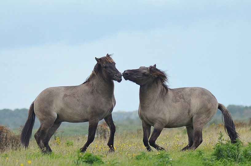 Konikpaarden by Hannie de Graaff