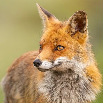 foxes close-up by bryan van willigen