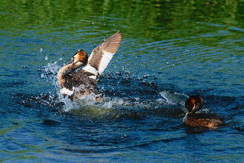 Futen territoriumgevecht