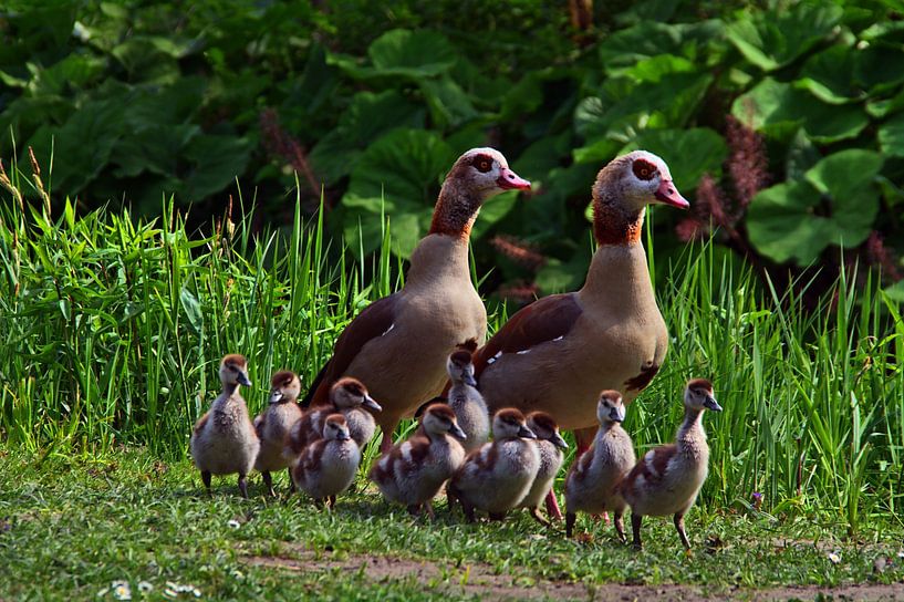 Famille des oies du Nil par Edgar Schermaul