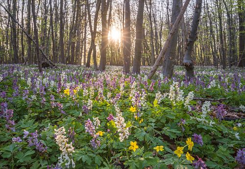 Larkspur carpet (Corydalis cava) by Patrice von Collani