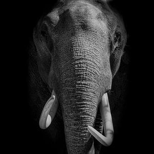 Elephant with tusks looking directly at the camera on a black background
