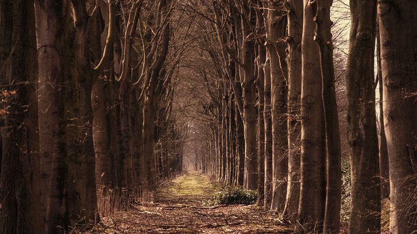 bomenlaan naar landgoed eikenhorst in esch van jan van de ven