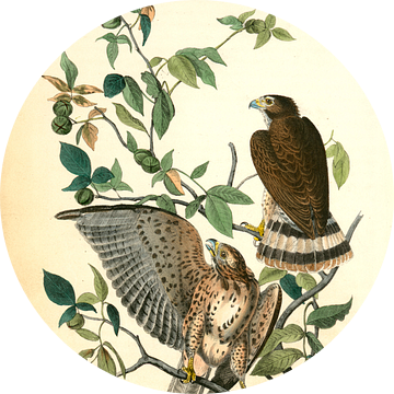 Buizerd, Broad-winged Buzzard., Audubon, John James, 1785-1851
