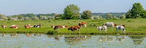 Rote und weiße Kühe entlang des Lek
