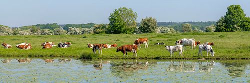 Roodbonte koeien langs de Lek