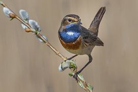 Blauwborst van Han Peper