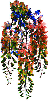 wisteria