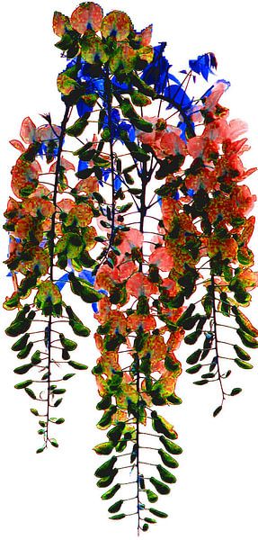 wisteria van ton langbroek