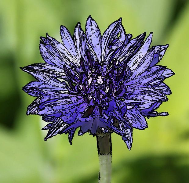 Cornflower by Jose Lok