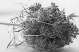 Chaos von Carla Mesken-Dijkhoff