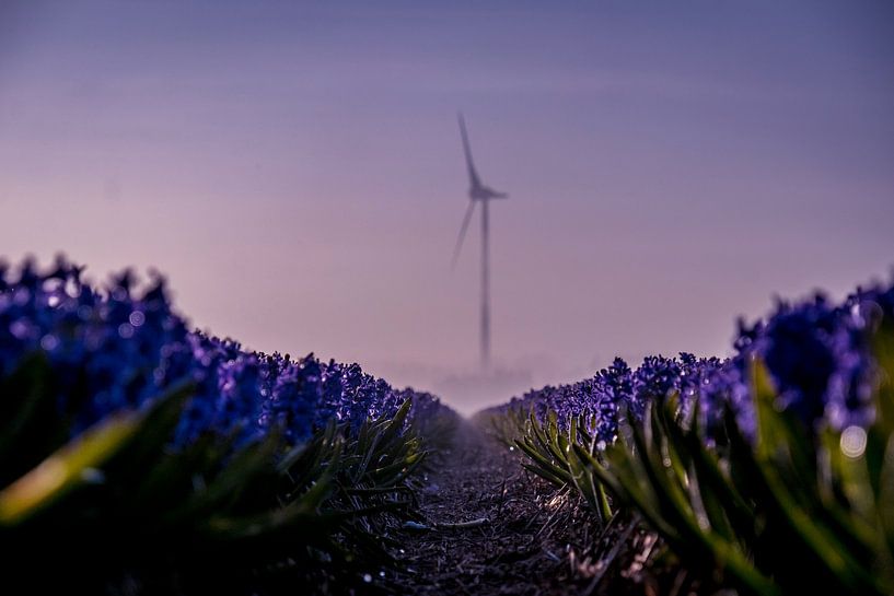 Purple Fog by peterheinspictures