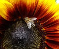 Sonnenblume mit Biene