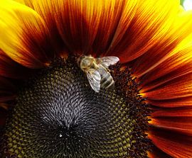 Sonnenblume mit Biene von bert jorritsma