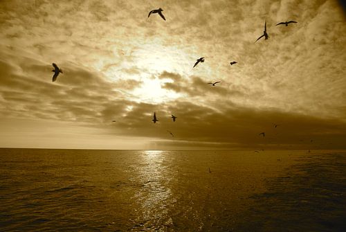 Meeuwen boven Noordzee van pepijn groenewegen