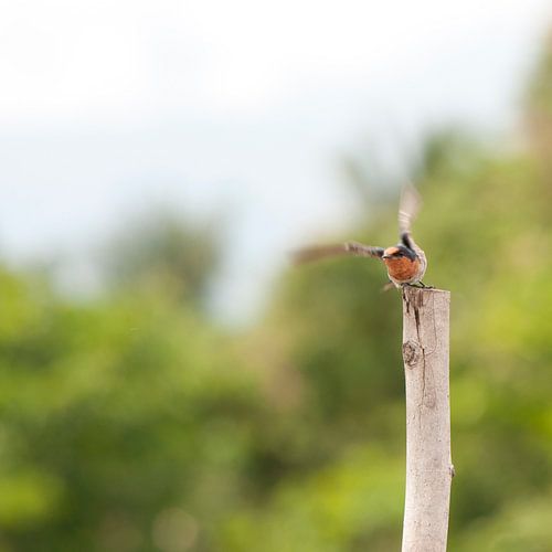 Vliegenvanger op Sulawesi