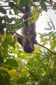 Upside down capuchin monkey van BL Photography